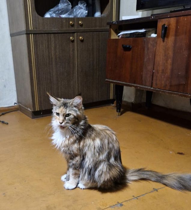 Продаю котят мейнкунов