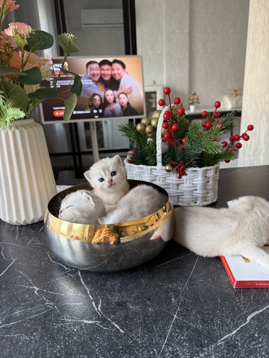 Продам котят Шиншиллы.