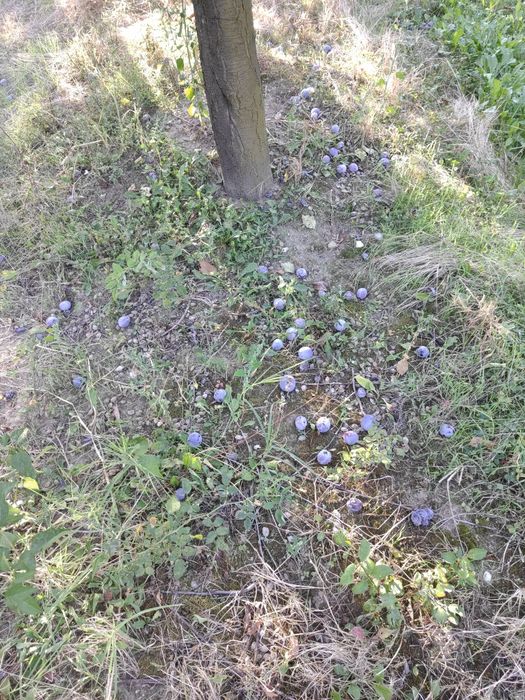 Vând prune țuică