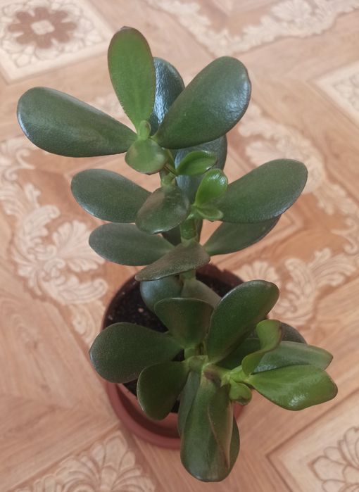 Денежное дерево толстянка