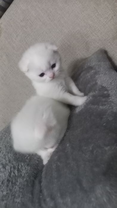 Продаются котята.