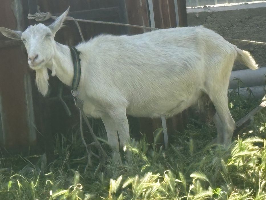 Ешкі сатам келісеміз