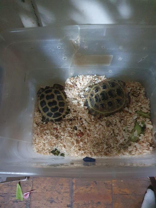 Девочка и мальчик очень ручные