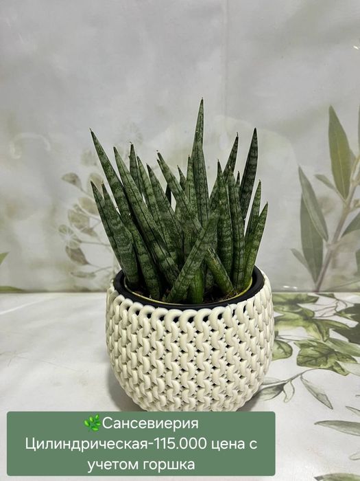 Драцена, Кротон, Хамедорея и др