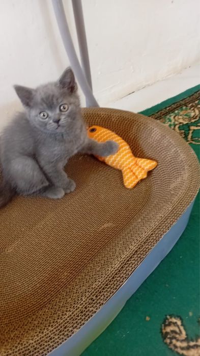 Кот мальчик продается