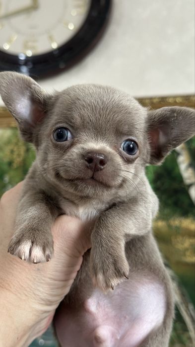 Лиловый малыш чихуахуа