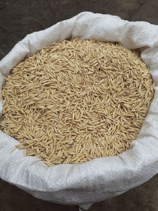 Vând 30 saci de ovăz c 2