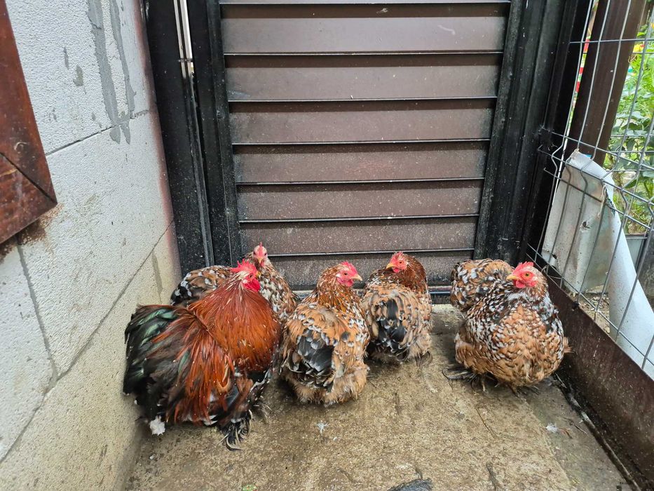 Gainușe cochinchina pitic porțelan !