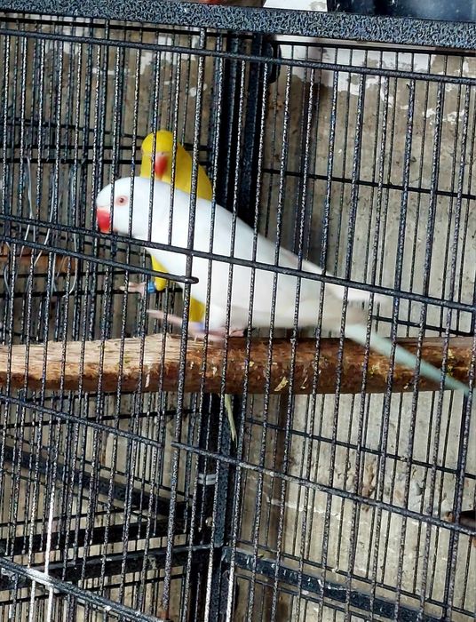 Vand papagali micul alexandru maturi