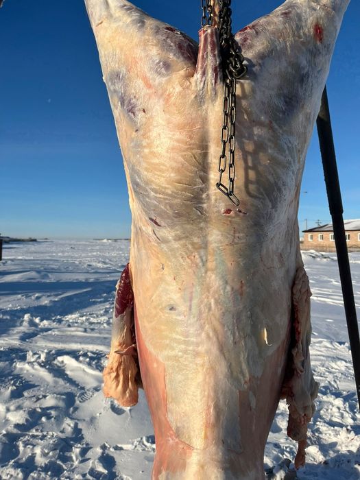 Жабағы Жабағы бармақ қазы соғым.