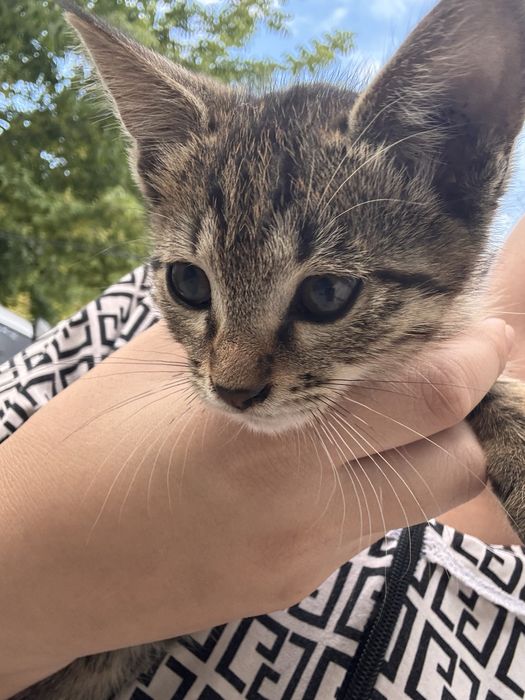 Котята 2,5 месяца