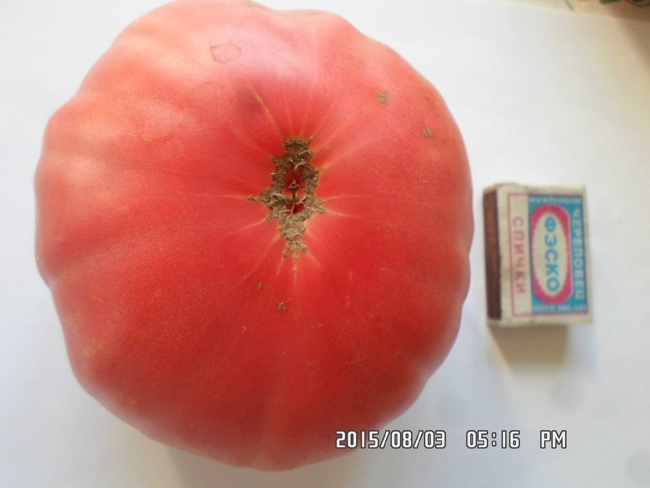 Продам свои семена помидор и перца.