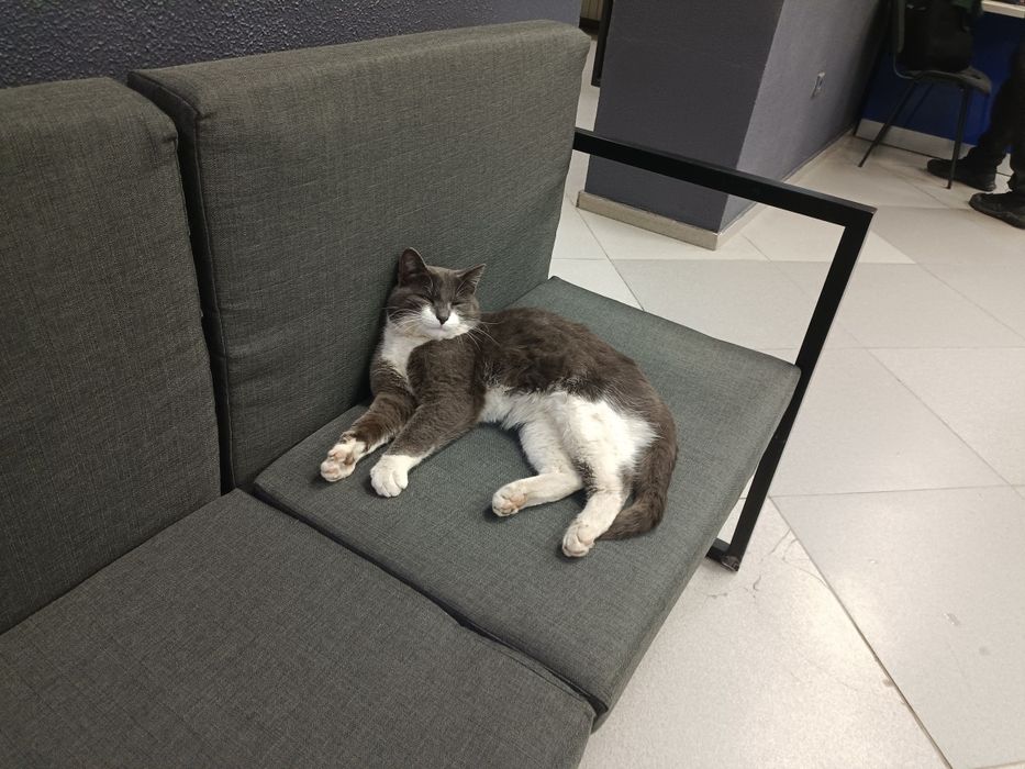 Ищем дом для кота