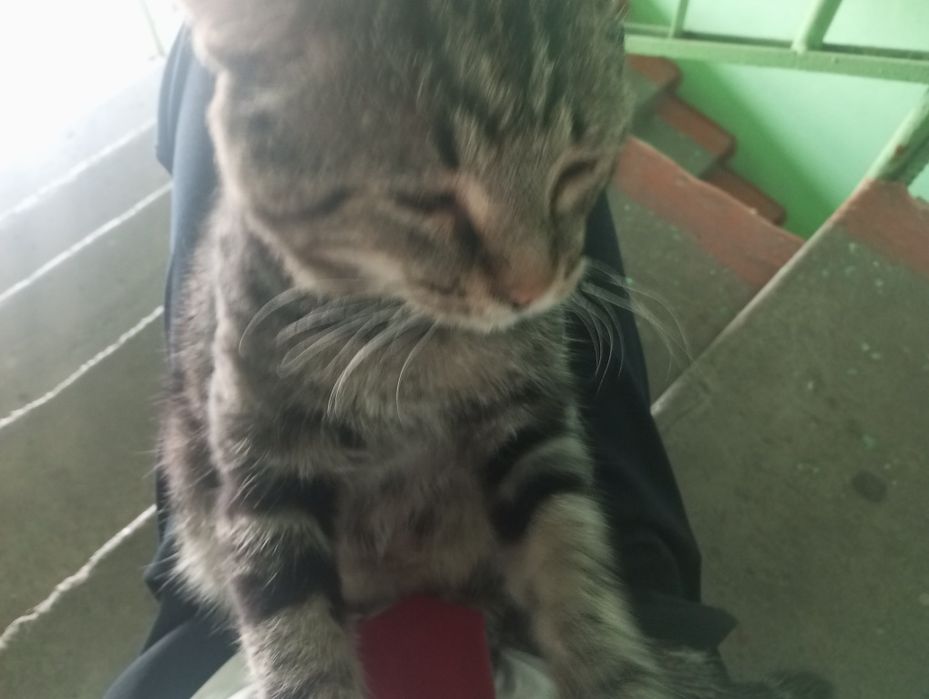 Срочно ищем дом для котика!