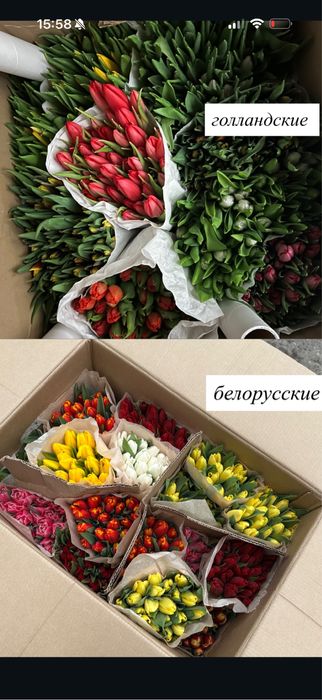 Тюльпаны оптом( 100шт за 50тыс)