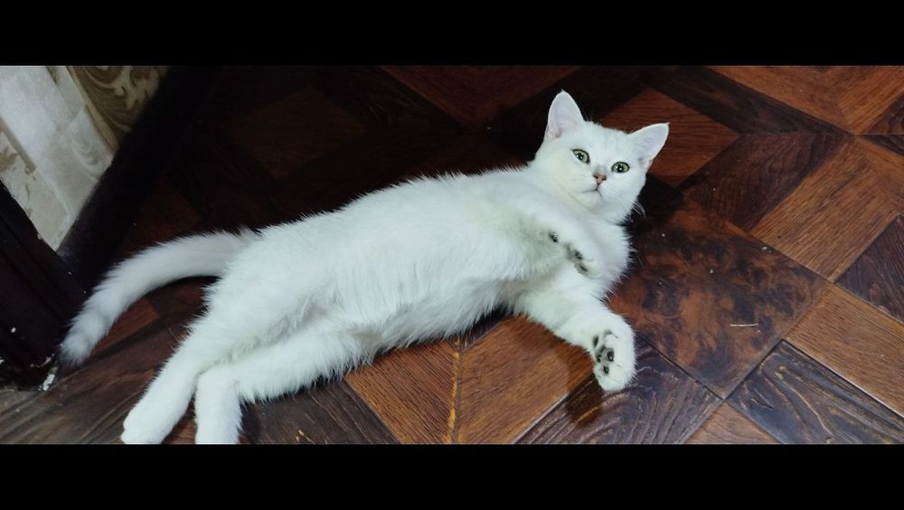 Шотландская серебристая шиншила