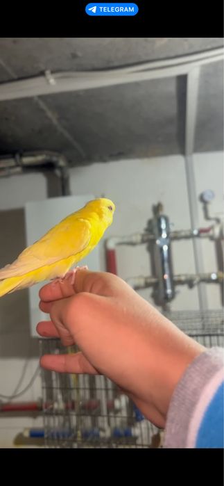 Сотилади РУЧНОЙ! Пара волнистый попугайлар чукимайди зор пара тайор