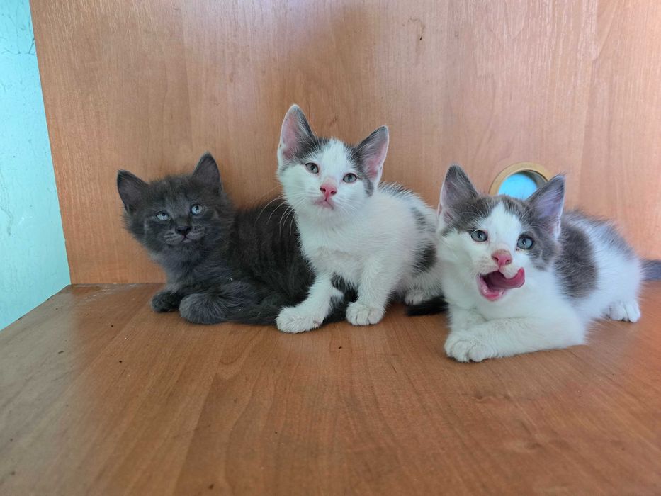 Отдам котят в хорошие руки