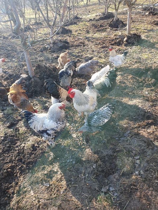 Vând cocosi de curte