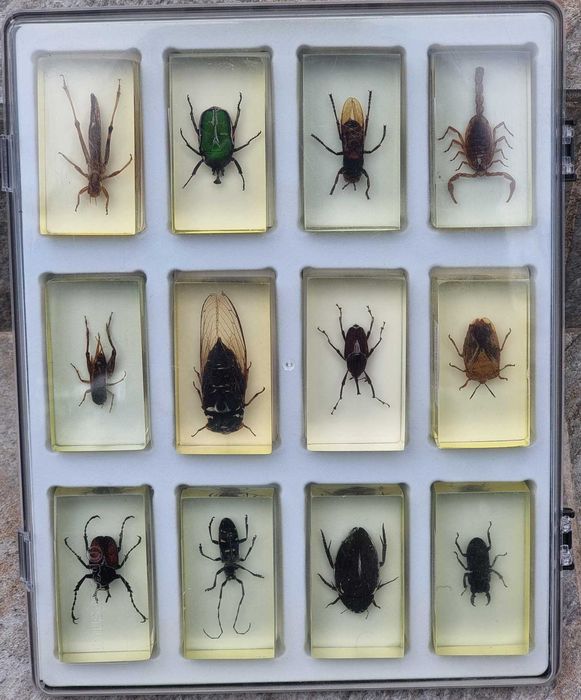 INSECTE REALE - Intreaga colectie de la Deagostini, 56 piese + albume!