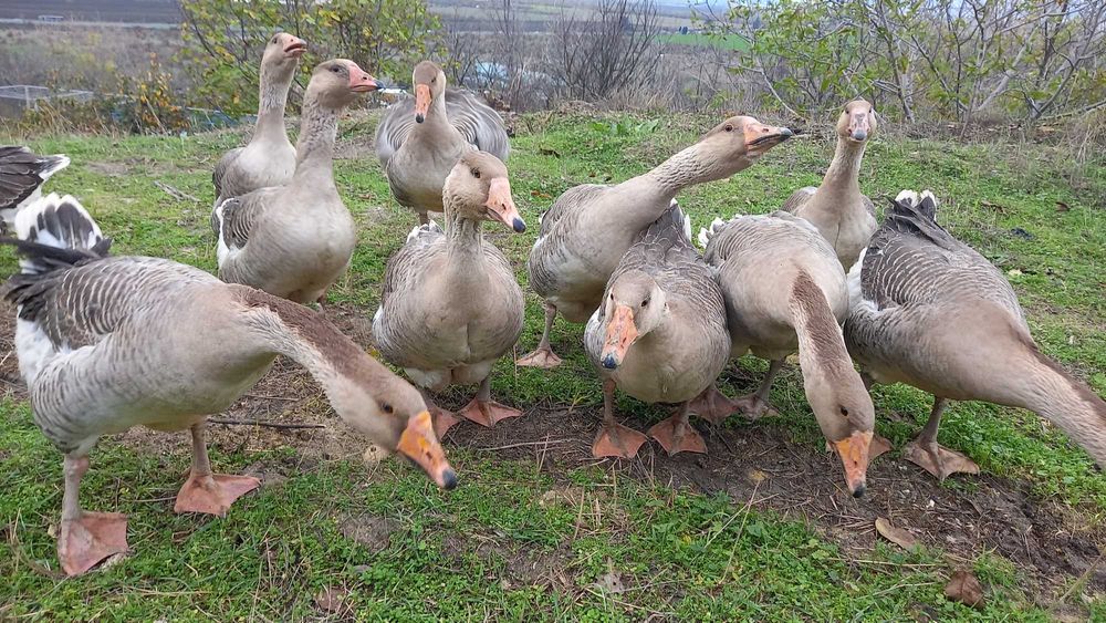 Продавам гъски/патки