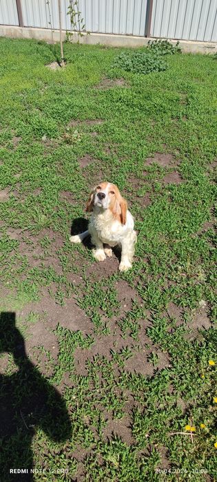 Щенки Русский- спаниель