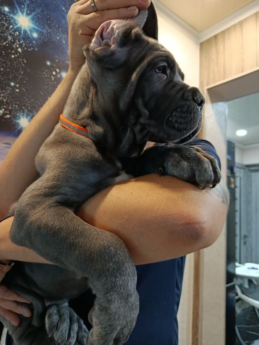 Щенки Кане Корсо