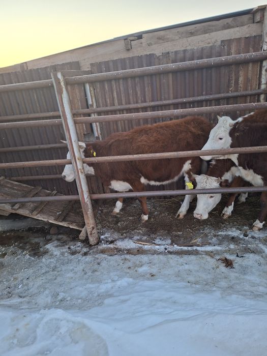 Кашарлар сутти сиырдын