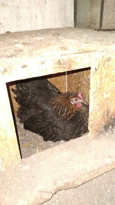 Курицы домашние молодые 5000т