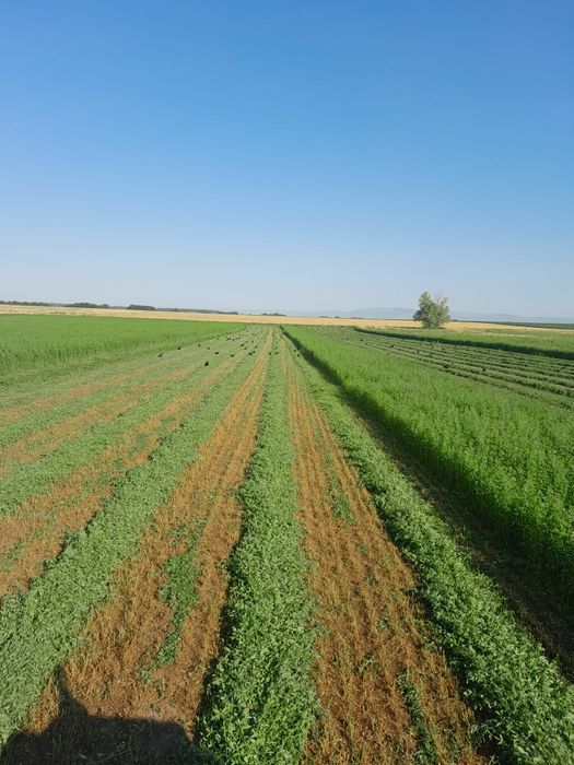 Baloti lucerna disponibili