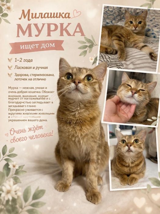 Девочка стерильная британка в добрые руки!