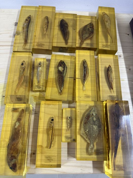 INCLUZIUNI ICHTIOLOGICE diferite specii de pesti