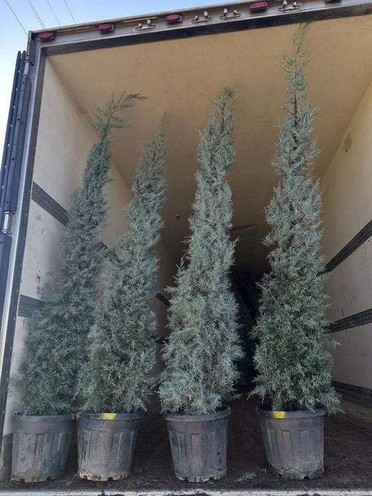 Акция! Кипарис Аризоника Хидли 2.5 метргача