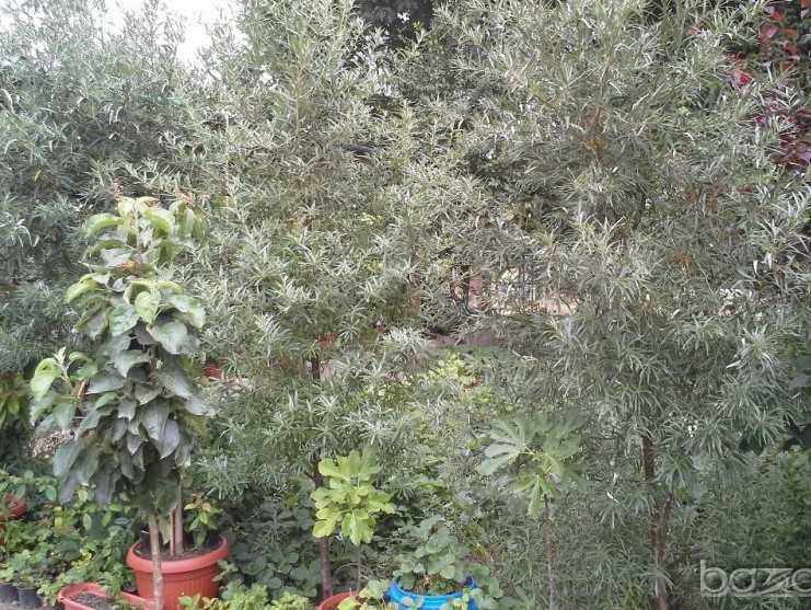 Облепиха (Hippophae) - Растения и Плод