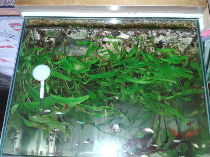 Растения за аквариум
