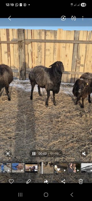 Кошкар гиссар сатылад