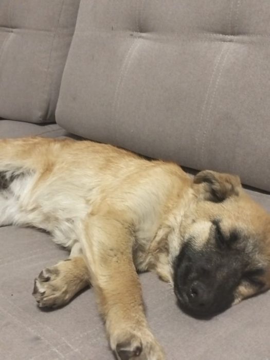 Отдам щенка бесплатно