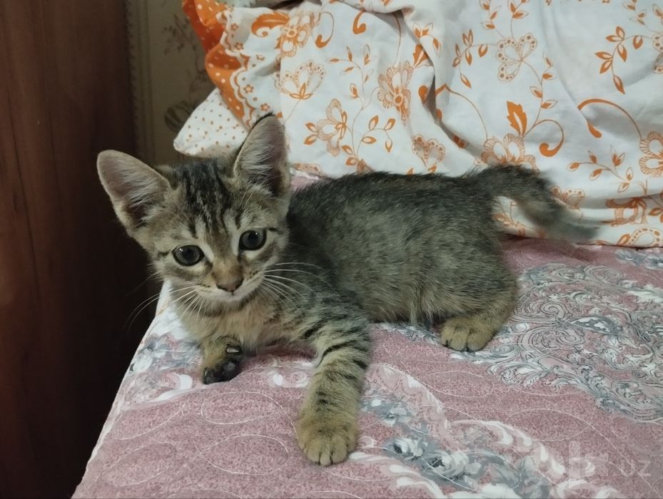 Бесплатно котенок Пузик