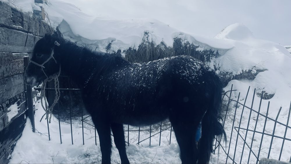 Байтал сатылады