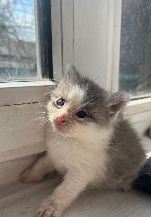 Отдам котят даром