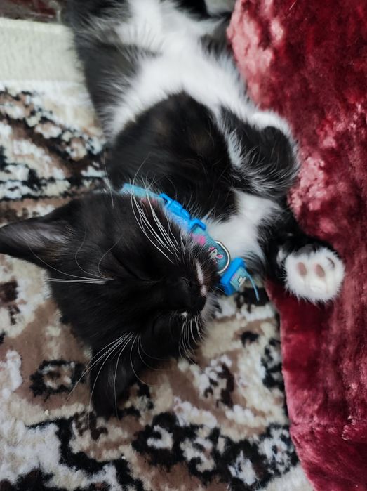 Котенок девочка. Умная, обучаемая, добрая, игривая!