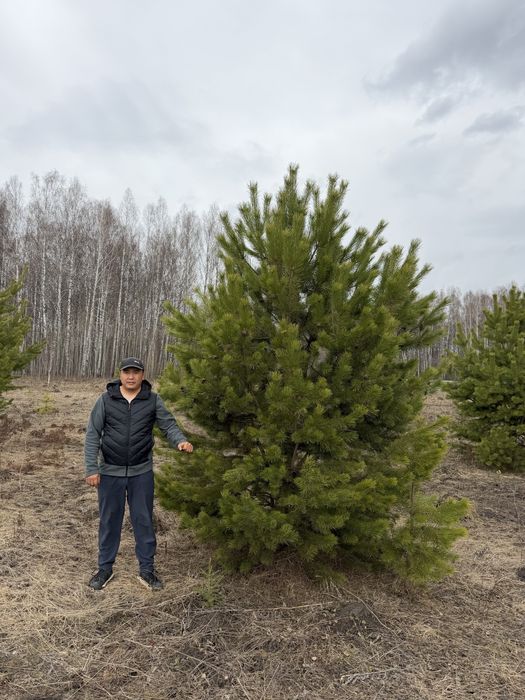 Озеленение и благоустройство