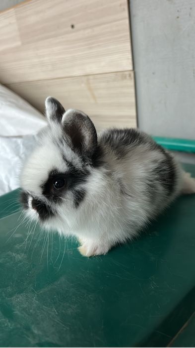 Iepurași de companie