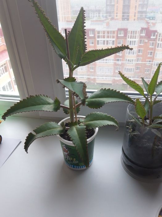 Каланхое лечебное