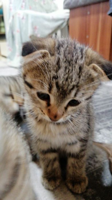 Котята  вислоушки  торг