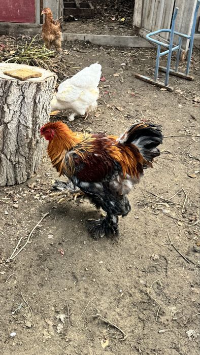 Продам петуха цена 5000