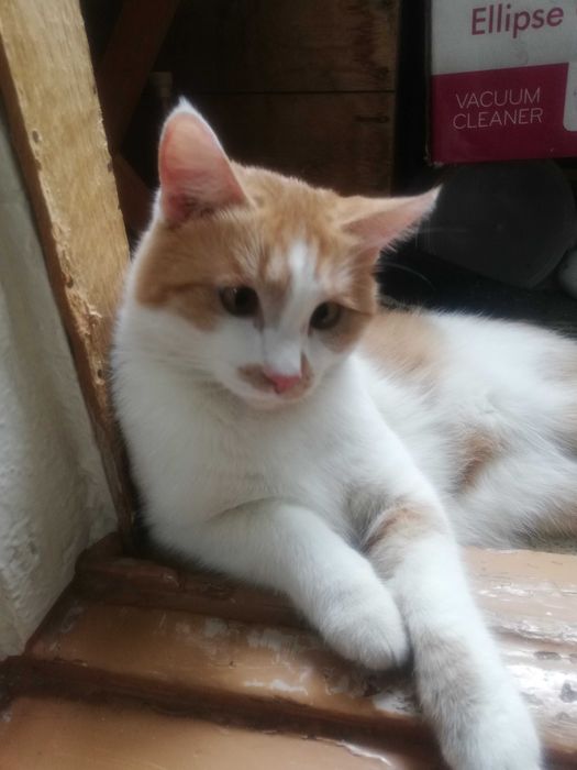 Потерялся кот Рыжик