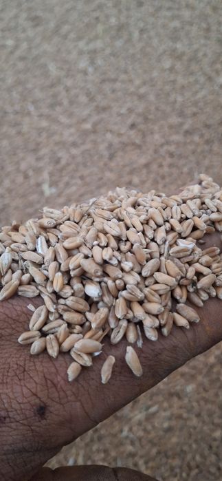 Vând grâu producție 2025!