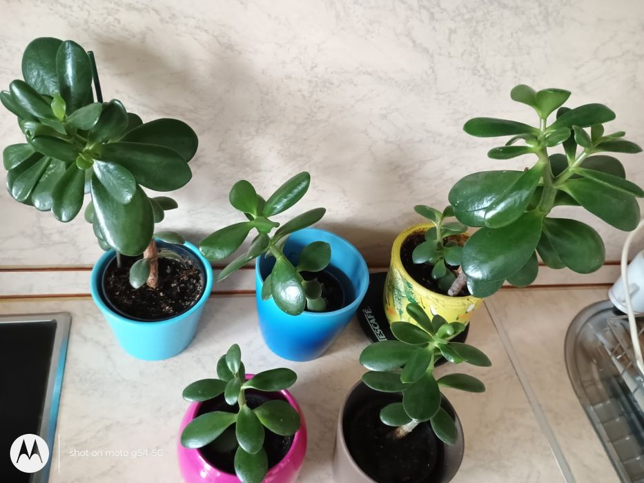 Красула, дървото на живота,различни по възраст,размерикрасиви растения