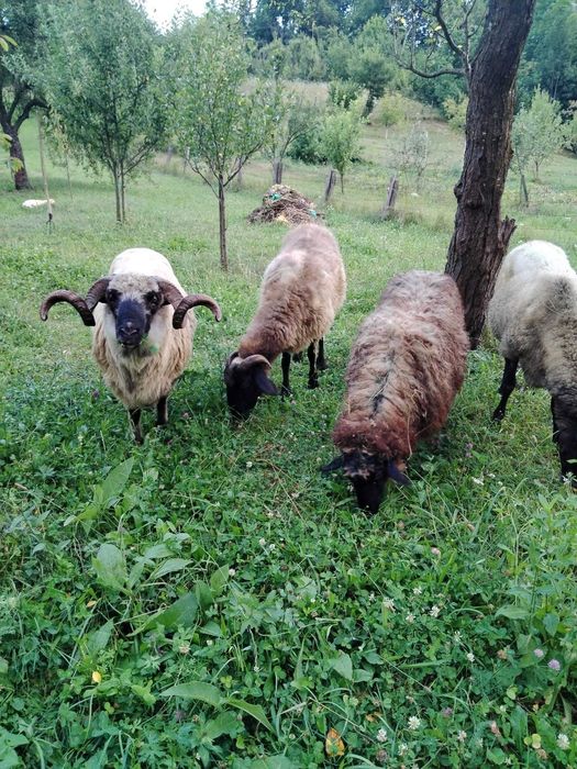 Vând 3 oi Carabașe + 1 berbec rasa Țurcan – sănătoase, bine întreținute